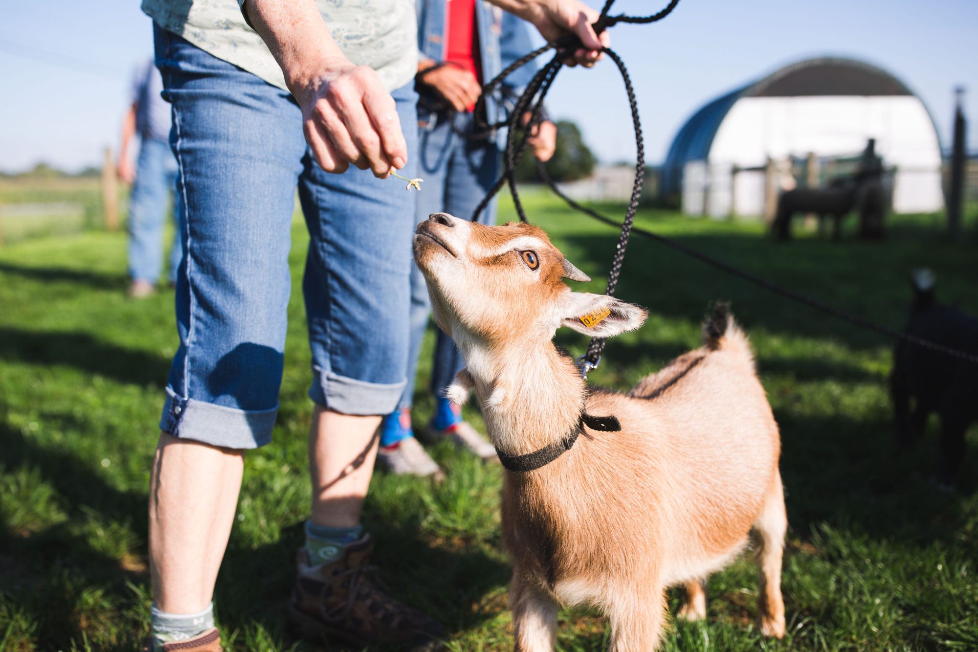 Meet the Animals at Hoffer Farm