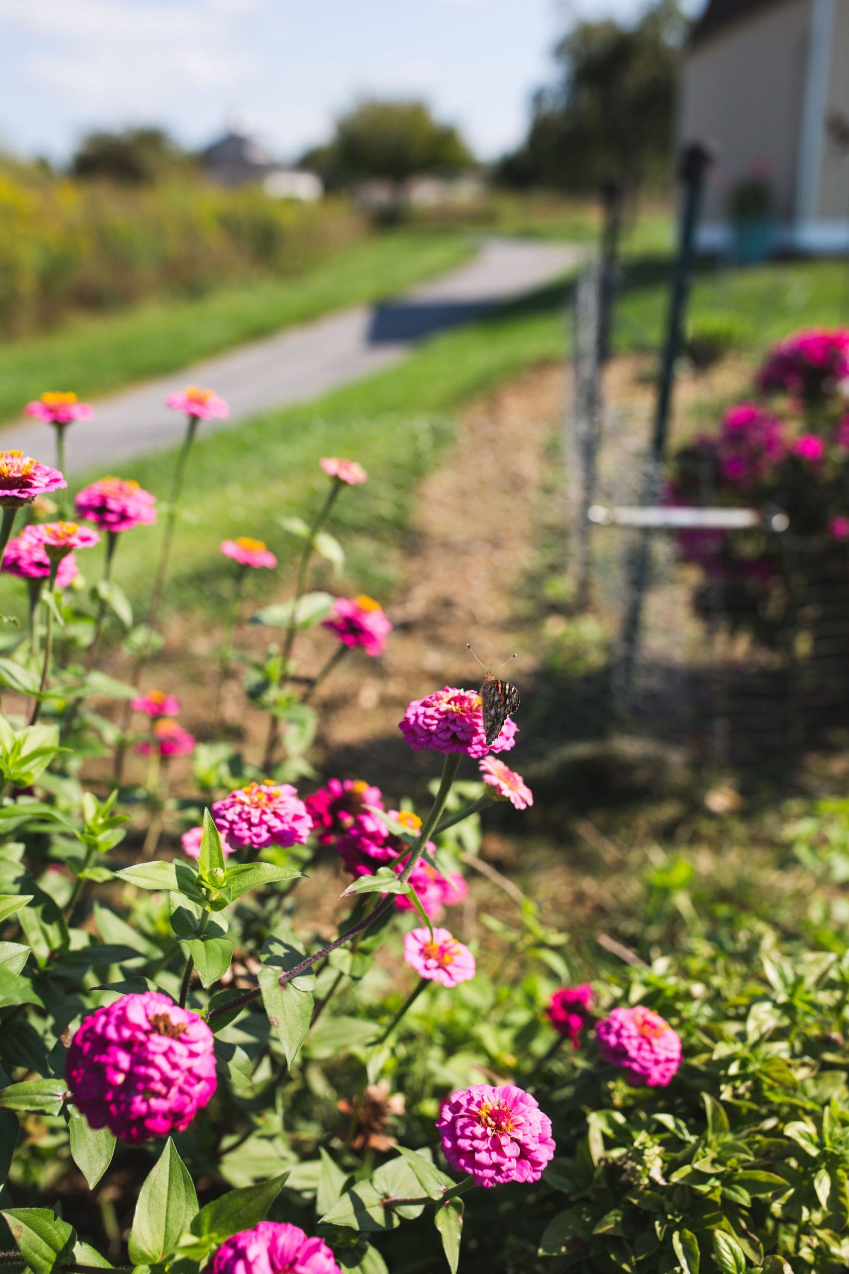 Crops and Gardens at Hoffer Farm